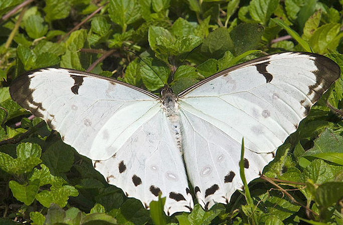  p>大白闪蝶(学名:morpho luna),鳞翅目 a href="#">蛱蝶科 /a>闪蝶属