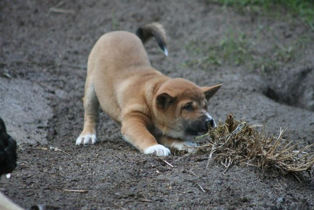 新几内亚歌唱犬