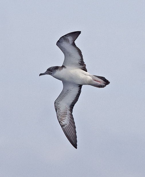 puffinus leucomelas