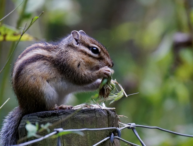 西伯利亚花栗鼠