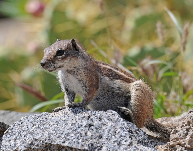 西伯利亚花栗鼠