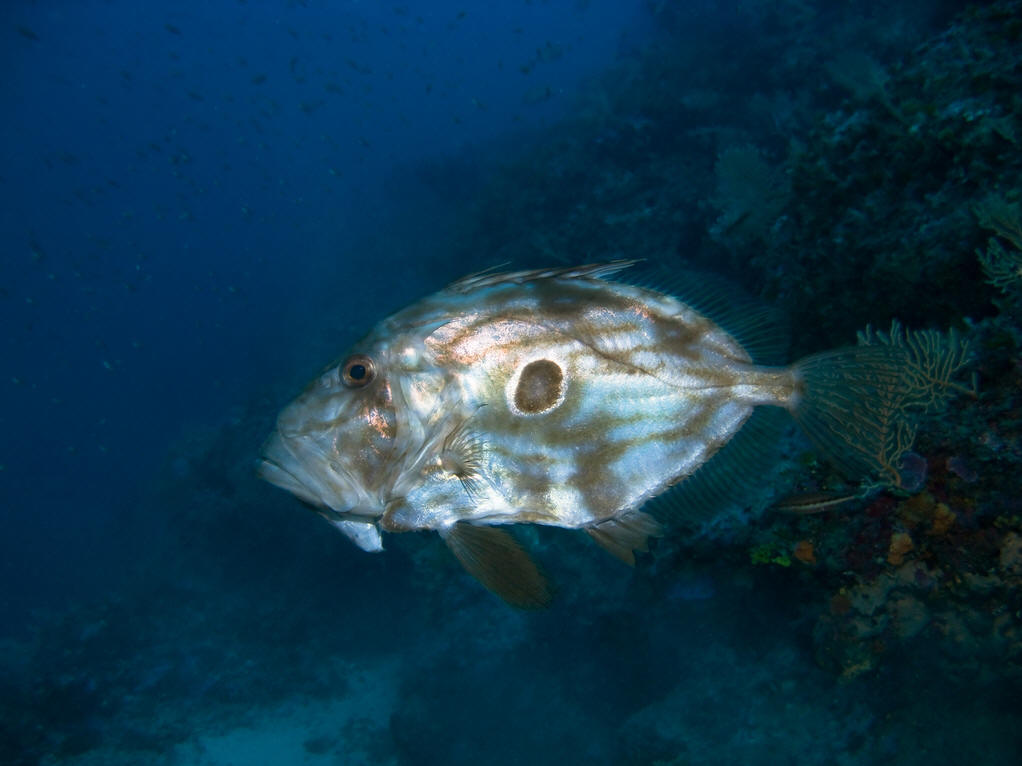  p>海鲂目(zeiformes)是 a target="_blank" href="/item/硬骨鱼纲