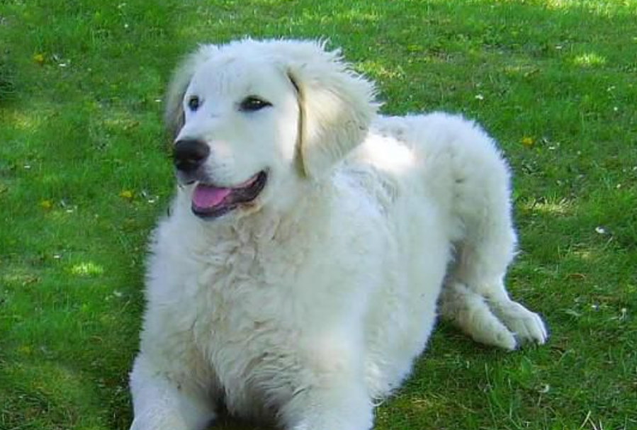  p>库瓦兹犬,原产地匈牙利,起源于13世纪.