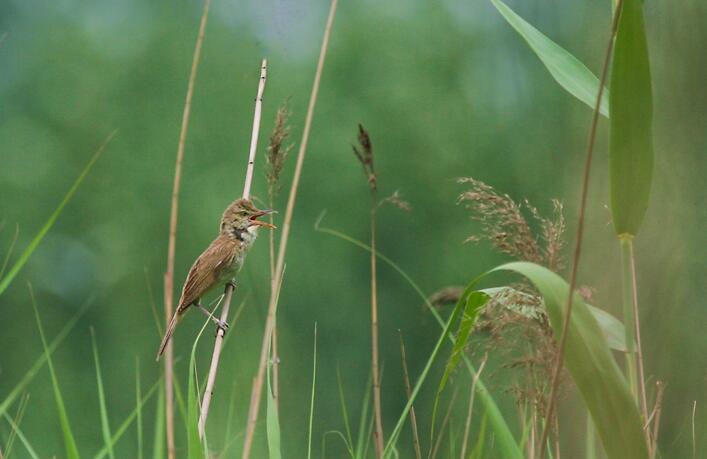 p>芦苇莺(学名 i>acrocephalus scirpaceus/i:体型较小,翅长52