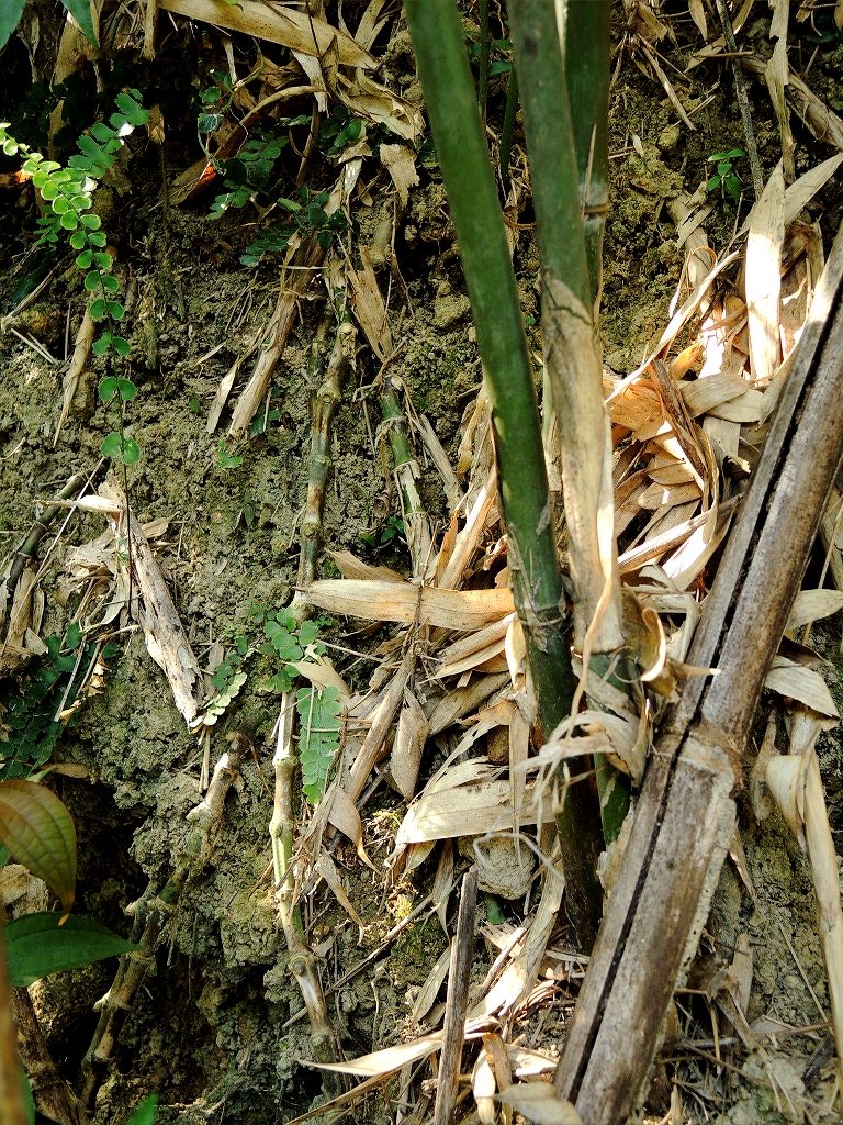  p>篌竹(学名: i>phyllostachys nidularia /i> munro)是禾本科,刚竹