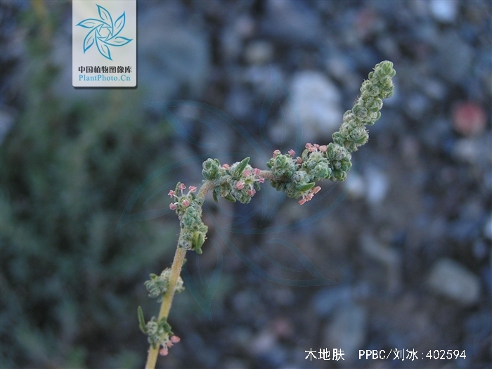  p>木地肤(学名: i>kochia prostrata /i> (l.) schrad.