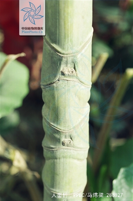  p>人面竹(学名: i>phyllostachys aurea /i> carr. ex a. et c. riv.