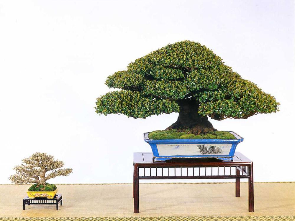  p data-id="gnvjrm5pnt">翠米茶又名米碎茶,米碎花,碎米茶,凹叶柃木