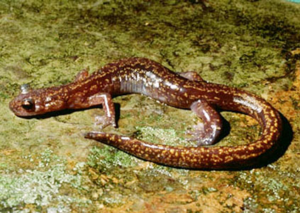 是我国罕见的有尾两栖类动物,体形细长,雄性全长154毫米-181毫米,雌鲵