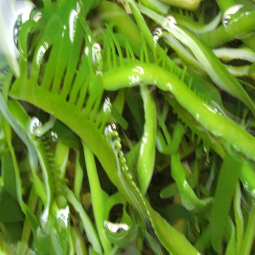  /p> p>荣成裙带菜口感清爽,味道鲜美,营养丰富,被誉为长寿菜,聪明菜