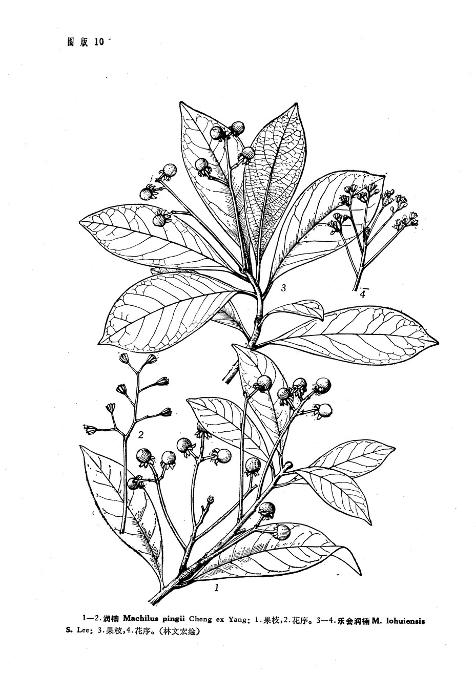  p>乐会润楠(学名:machilus lohuiensis)为樟科润楠属下的一个种.