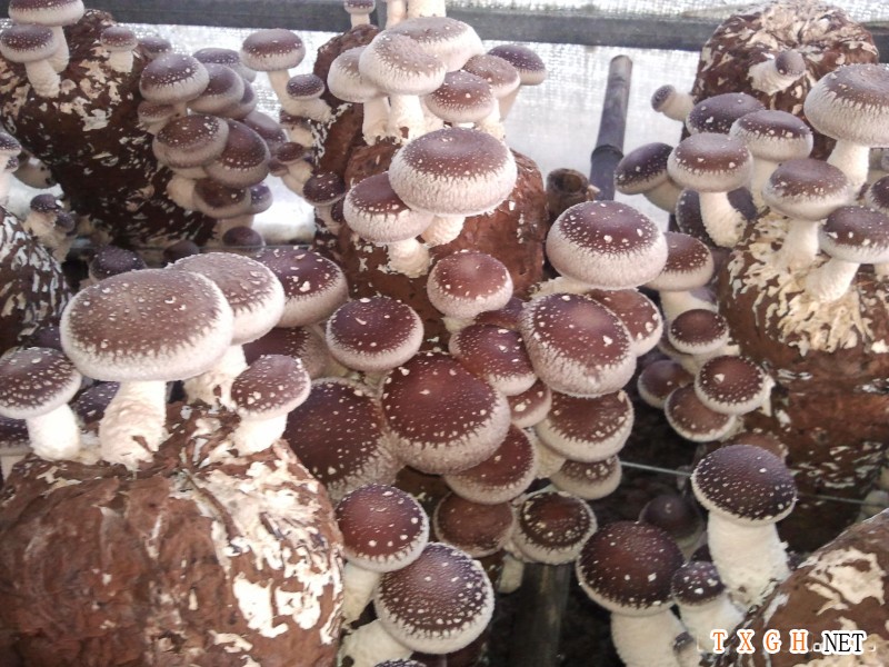  p> a href="#" data-lemmaid="6262769">担子果 /a>一年生,有柄,肉革