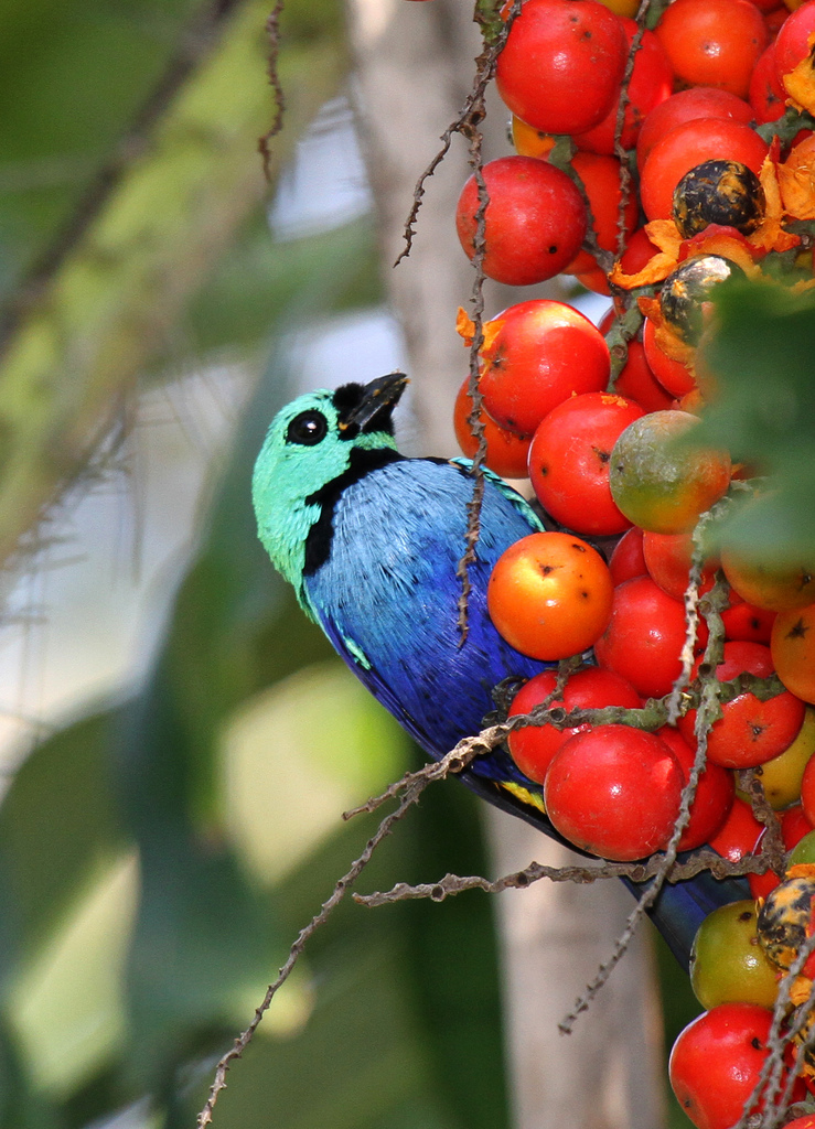  p>七彩唐加拉雀(学名: i>tangara fastuosa /i>)长约13.5厘米.