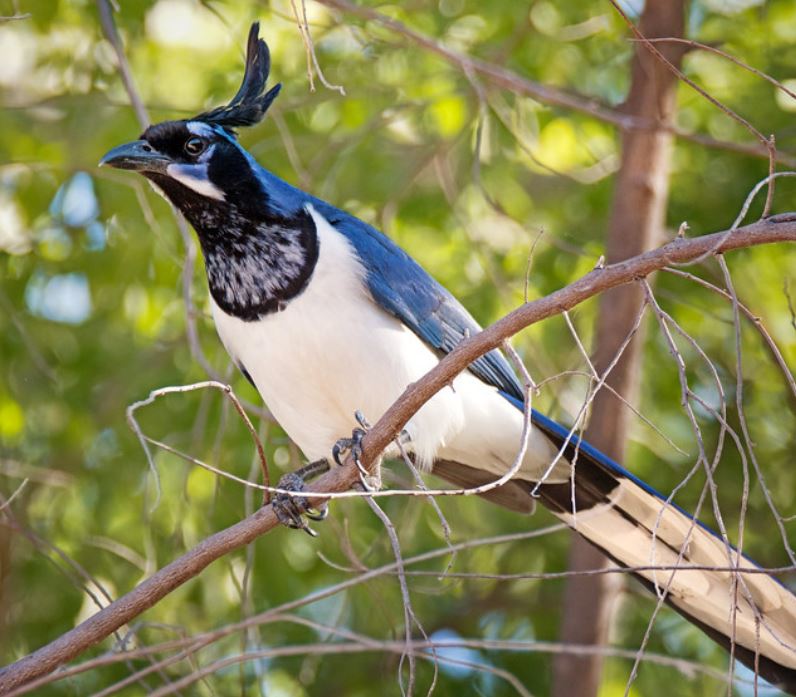  p>黑喉鹊鸦(学名: i>calocitta colliei /i>):体重225–251克,体长58