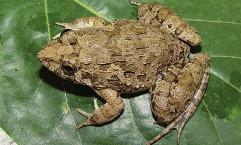  p>泽陆蛙(学名: i>fejervarya multistriata /i>)是叉舌蛙科,陆蛙属