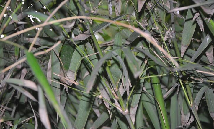  p> b>算盘竹 /b>(学名: i> b>indosasa glabrata /b> /i>)为禾本科大