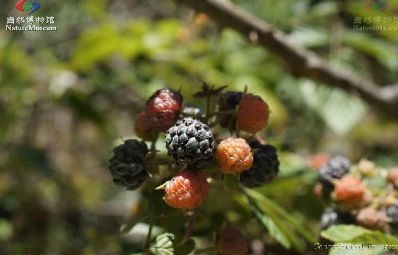  p>凉山悬钩子(学名:rubus fockeanus kurz),是蔷薇科,悬钩子属的落叶