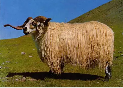  p>唐古拉藏羊,青海省 a target="_blank" href=