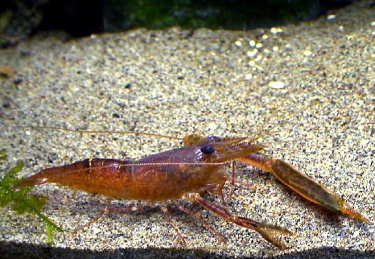  p>沼虾属,macrobrachium,是节肢动物门,甲壳动物亚门,软甲纲,真虾总