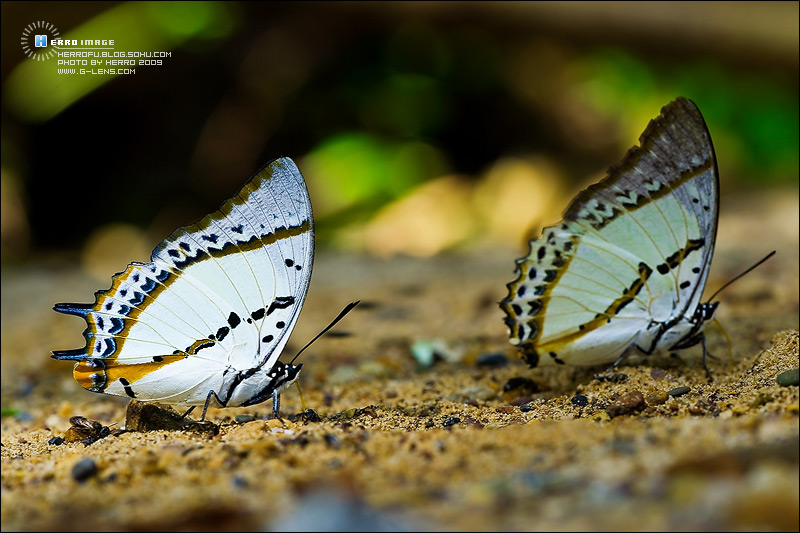  p>神二尾舟蛾( i>cerura priapus /i>&nbsp;schintlmeister,1997