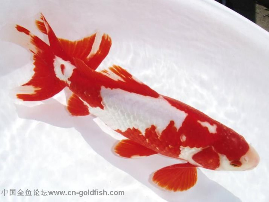 "_blank" href="/item/和锦">和锦 /a>,是日本金鱼中古老而常见的品种