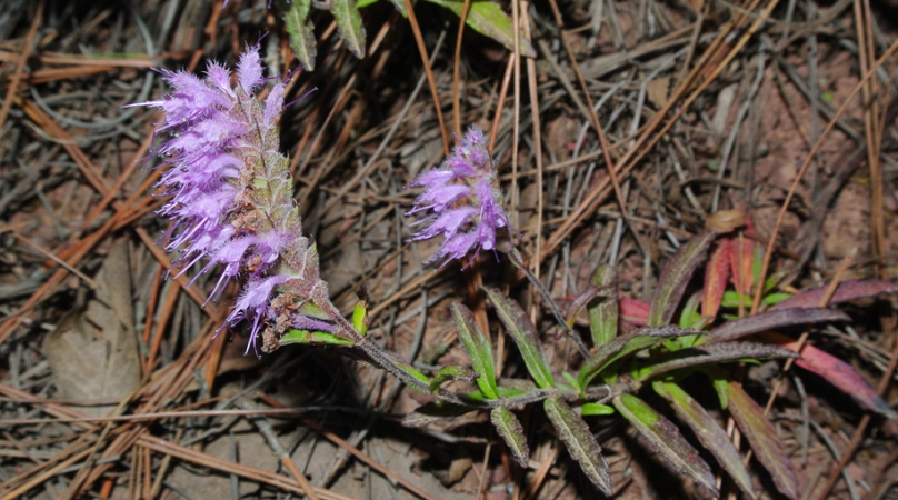  /i>),唇形科香薷属植物,别称: a href="#" data-lemmaid="2383207">