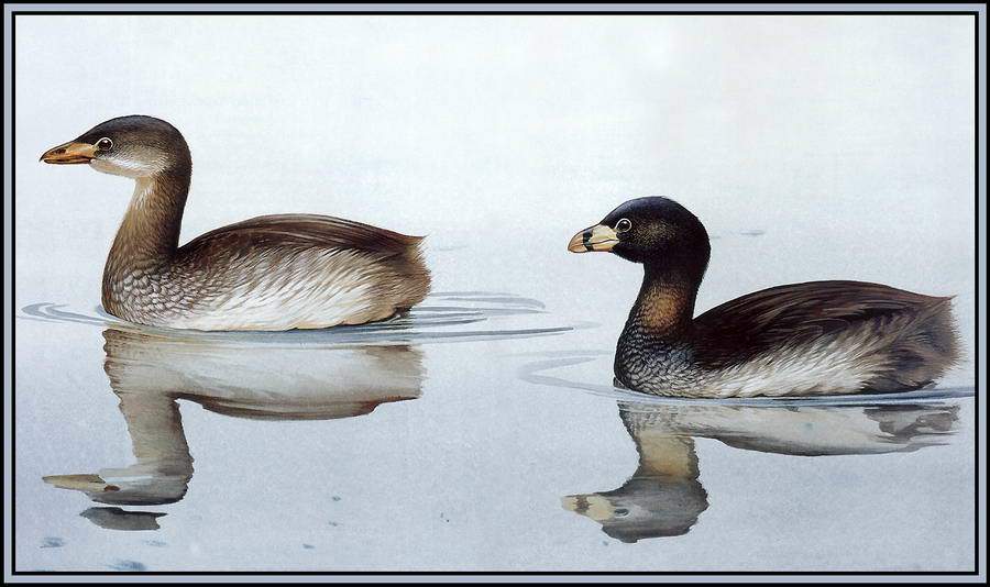  a href="#" data-lemmaid="10948376">阿蒂特兰湖 /a>特有及已灭绝的