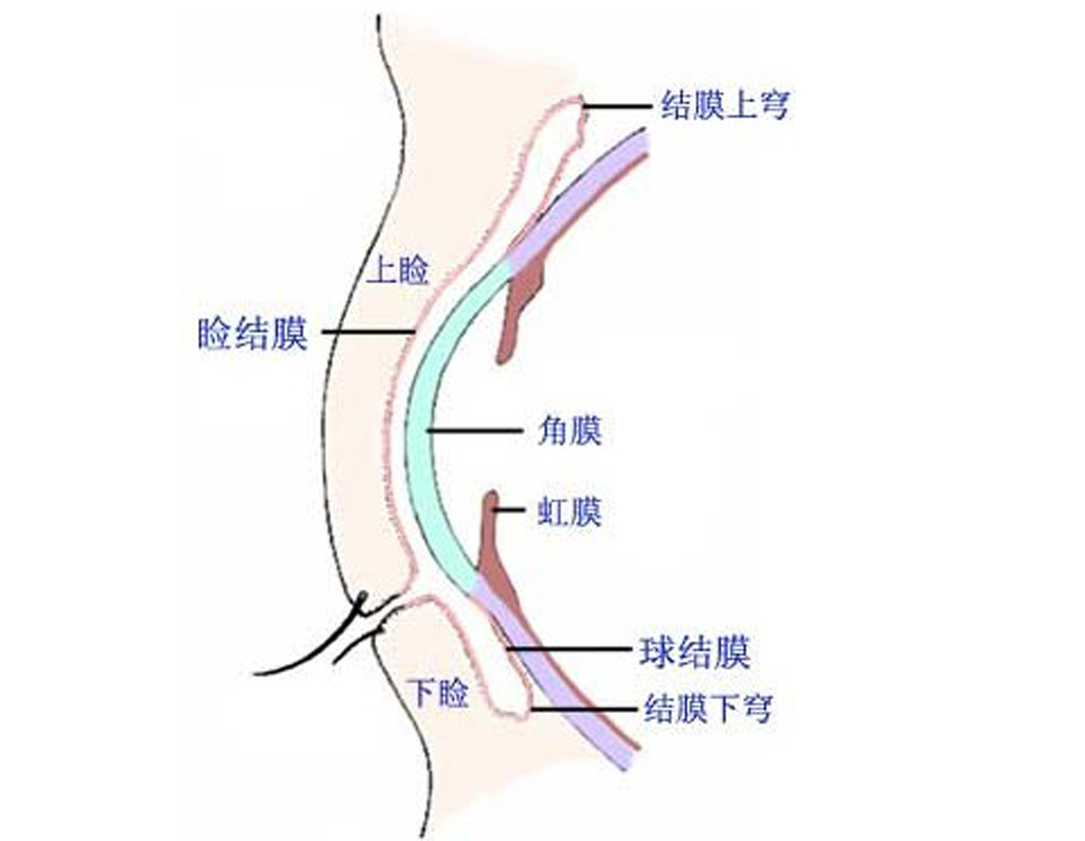 眼睑裂斑