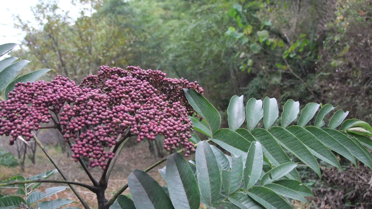  p>大叶臭花椒 驱风通,雷公木,刺椿木〔广西) zanthoxylum myriacan