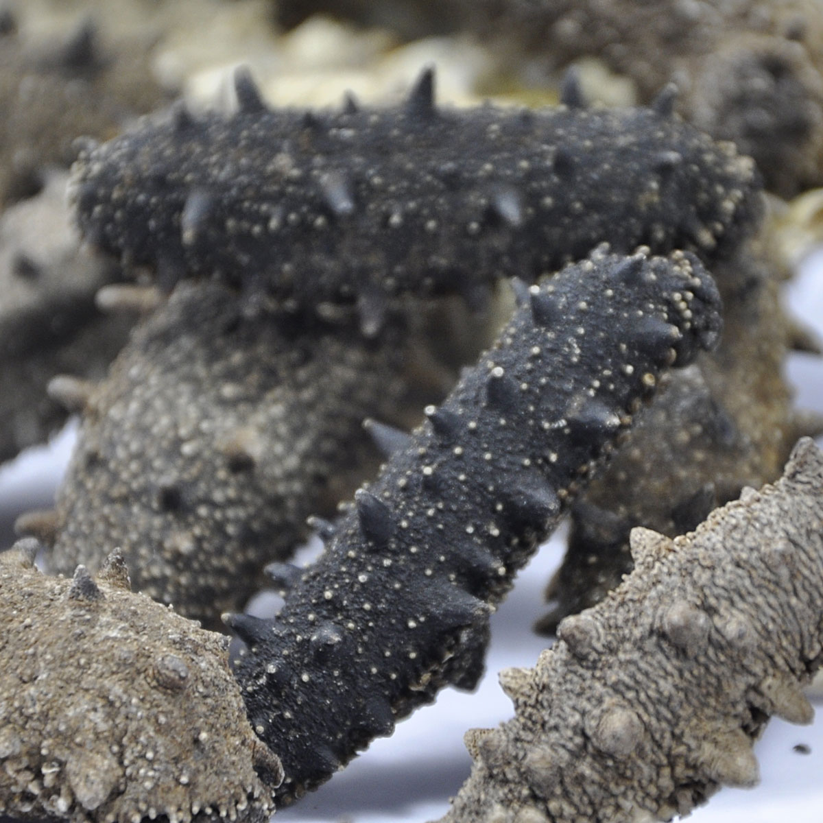  a target="_blank" href="/item/海参纲/2439540" data-lemmaid="