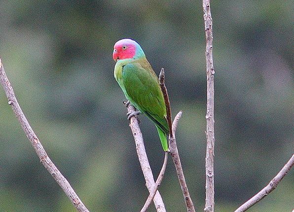 红颊鹦鹉