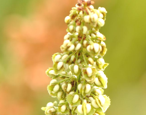 为蓼科植物羊蹄 i>rumex japonicus  /i>houtt.