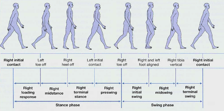 8vacxxvzz">步态(gait)是指人体步行时的姿态和行为特征,人体通过髋