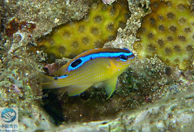  p>台带刻齿雀鲷(学名: i>chrysiptera leucopoma /i>)为雀鲷科刻齿雀