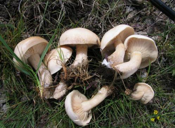  p>苦口蘑,单生;菌盖肉质,扁半球形,渐平展,蛋壳色至深蛋壳色,不粘,宽