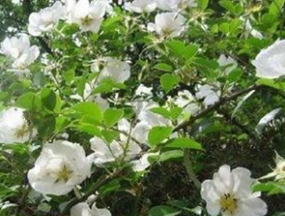  p>银粉蔷薇(拉丁名: b> i>rosa anemoniflora /i> /b> fort.
