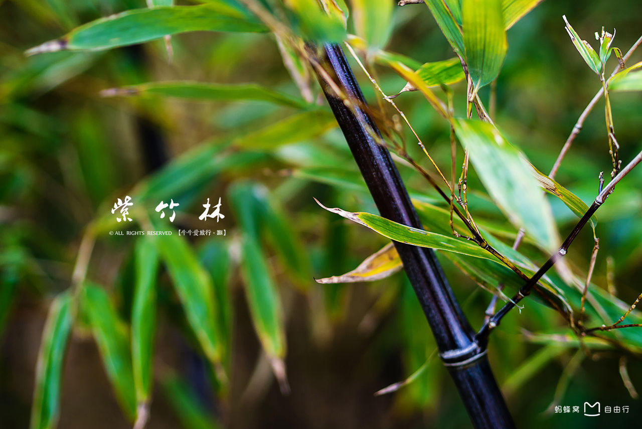 紫竹林