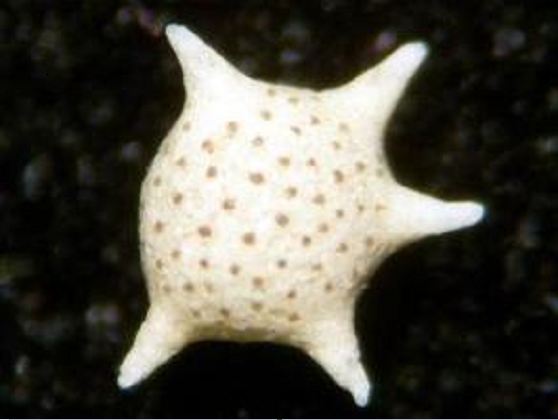  p>根足虫,俗名玻璃海绵,为原生动物,呈漏斗状.