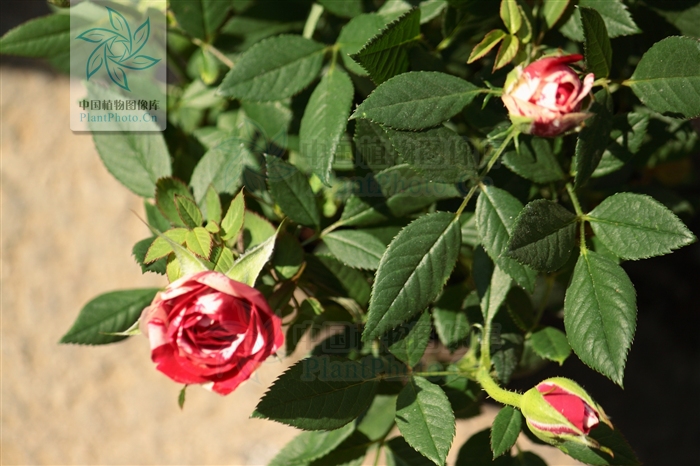  p>多腺小叶蔷薇是小叶蔷薇的一个变种,本变种与原变种区别在其小叶