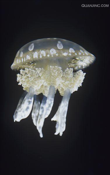  p>水母体的伞呈半球状,具有大小白色斑点.