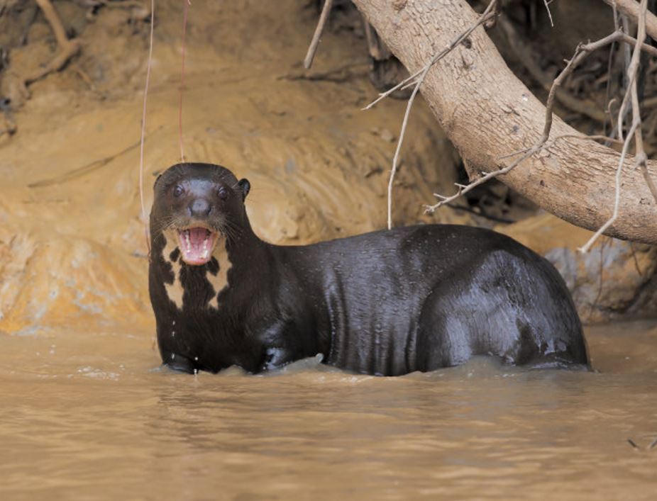 为13种 a href="#" data-lemmaid="274925">水獭 /a>中体形最大的种类