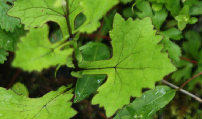  p> b>阔柄蟹甲草 /b>(学名: i>parasenecio latipes /i>)是菊科蟹甲