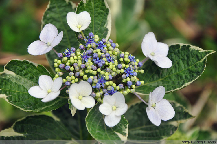  p> a target="_blank" href="/item/银边八仙花/2580644" data-lemma