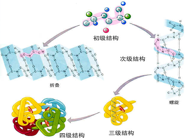 分子结构和分子量都均一的聚合物.