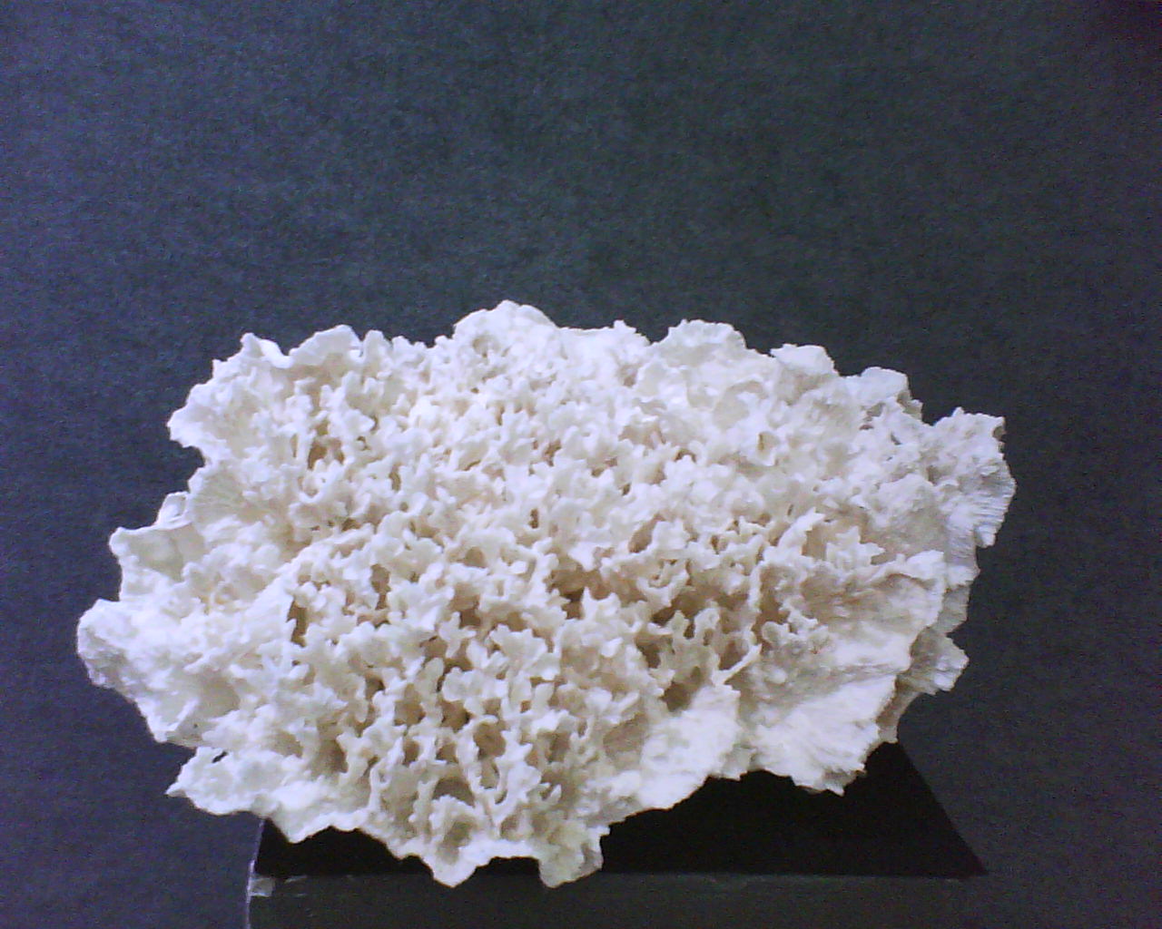 一些块度大的白珊瑚礁石,也常被用作盆景石,如中国海