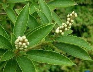 小花桤叶树_百度百科