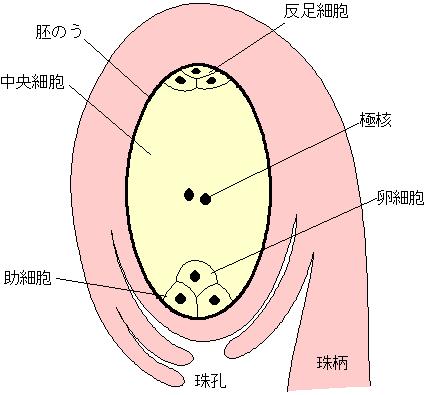 倒生胚珠