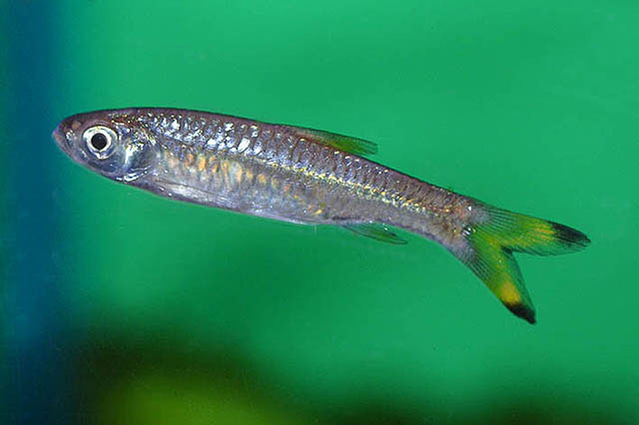  p>柠檬灯鱼,学名为丽鳍望脂鲤 (hyphessobrycon pulchripinnis),又称