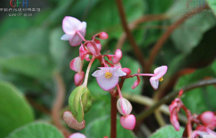  p>侧膜秋海棠(学名: i>begonia luzhaiensis /i> ku.