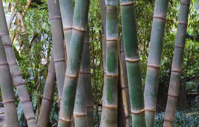 dendrocalamus brandisii (munro) kurz